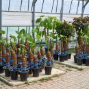 알로카시아 이미지