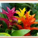 아나나스 이미지