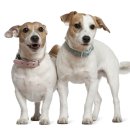 닥터멍동물병원 이미지