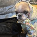 해운대 펫택시 이미지