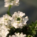 이베리스 이미지