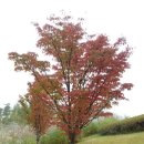 가을 단풍의 왕자! 복자기&산딸나무 이미지