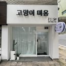 봄날냥 | 송파 고양이미용 [봄날냥]에서 울 아이 첫 미용받았어요~