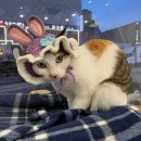 청키딩키 이미지