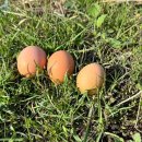 유나네 자연숲 농장 이미지