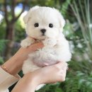 광주강아지분양 고양이분양 미유펫 본점 이미지