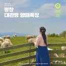평창 강릉 여행 대관령 양떼목장 입장권 할인
