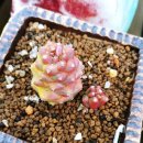 리치아이 이미지