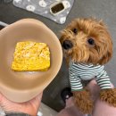 펫타리움 청담점 | 청담 애견카페 : 펫타리움 방문 후기