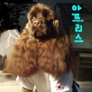 태권돌이 이미지