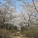 금산-11 | 4/11(토) 금산 보곡산골 산벚꽃길 여행 후기