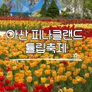 예쁜손글씨 POP | 아산 피나클랜드 튤립, 지금 바로 가세요! (4/27방문)