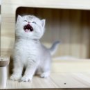 금천사료 이미지