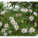 쑥부쟁이 이미지