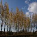 자작&white 이미지