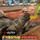 쿠펫 | 분당 판교 거북이카페 거부기카페 거부기앤쿠펫 거북이,파충류 체험 후기 - 육아 핫플 파미어스몰