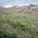 꽃사슴 민박 이미지