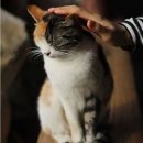 CAT 네이버블로그