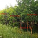 거창읍-14 이미지