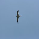 갈매기 마을 이미지