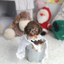 더펫 강아지분양 고양이분양 일산본점 이미지