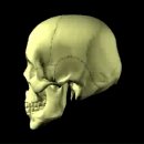 내분비계 - Endocrine System, Pituitary Gland 이미지