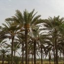 중동농장 이미지