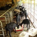 백양농장 이미지