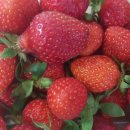 오성그린푸드 이미지