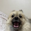 서울88동물의료원 | 방이동 동물병원 올림픽동물의료원 강아지 위생미용 심장사상충약 처방 후기