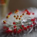 꽃이랑개랑 이미지