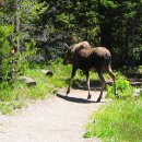무스(Moose) 이미지