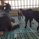 이산농장 이미지