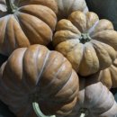 머스트휘트니스 이미지