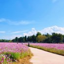 뚝길따라 | 다산은행나무숲 코스모스밭