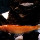 황쏘가리 이미지