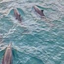 (주)아이넷크루즈온 | 괌 돌핀크루즈 추천 내돈내산 "파란 돌핀크루즈" (예약, 금액, 준비물, 꿀팁)