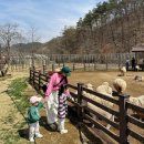 포니힐링관광민박 | [영월] 펫힐링 달빛동물원&amp;오토캠핑장_영월동물원 후기(1)｜영월 아이와 가볼만한곳 강력 추천