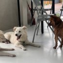 썸바디독스 파주분점 이미지