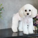 베베펫살롱 이미지