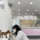 또와젤라또