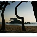 해송과 바다 이미지