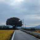 마을 보호수 이미지