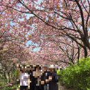 원탑게임즈 | 🌸 전주 완산칠봉 꽃동산 겹벚꽃 실시간 만개 (2026.04.18) 주차 꿀팁 + 인생샷 명당 총정리