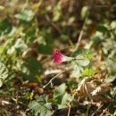 둥근잎나팔꽃 Ipomoea purpurea (L.) Roth 이미지