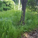 와룡자연휴양림자동차야영장 이미지