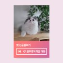 제이퍼포먼스 | 6살 고양이시니어사료 언제부터? 이즈칸 캣 퍼포먼스 시니어 3일 후기