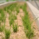 청룡오리돈돈 이미지