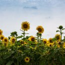 해바라기농장 이미지