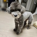 마르다 | 강아지 식기매트 마르다 규조토 받침대 솔직후기
